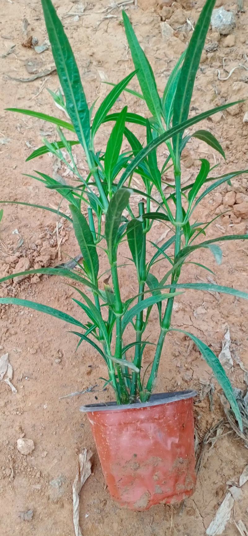 优质翠芦莉大量有货支持实地看货容器苗量大可优惠