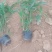 优质翠芦莉大量有货支持实地看货容器苗量大可优惠