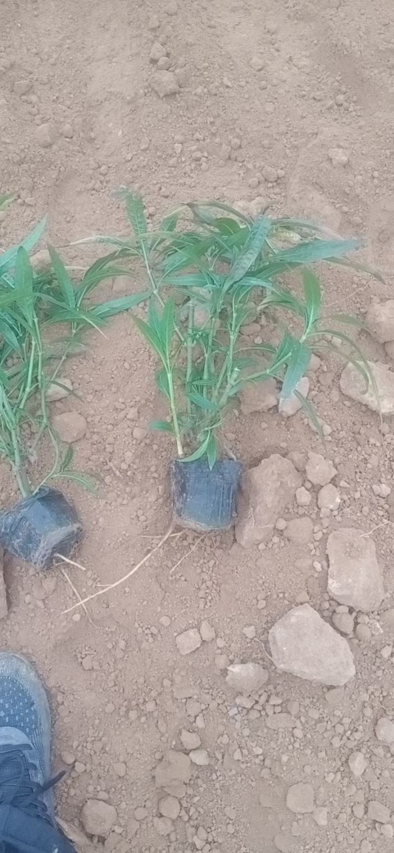 优质翠芦莉大量有货支持实地看货容器苗量大可优惠
