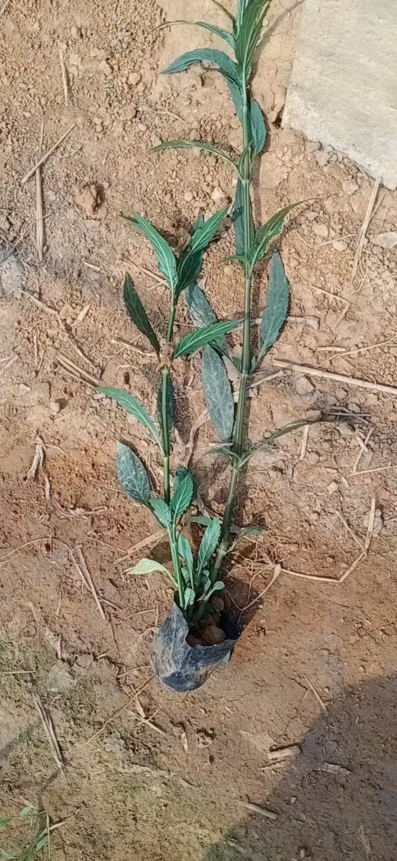 优质翠芦莉大量有货支持实地看货容器苗量大可优惠