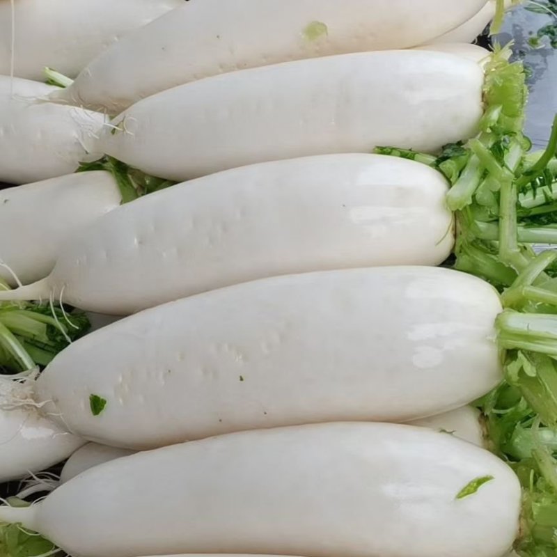 常年供应白萝卜