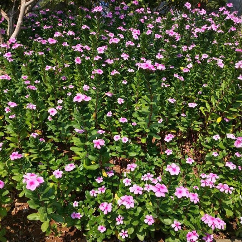 长春花种子日日春四季花种子庭院阳台室外种植四季开花不断