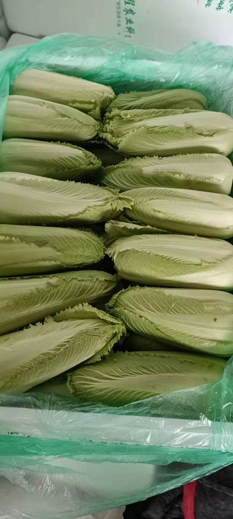 龙牙白菜