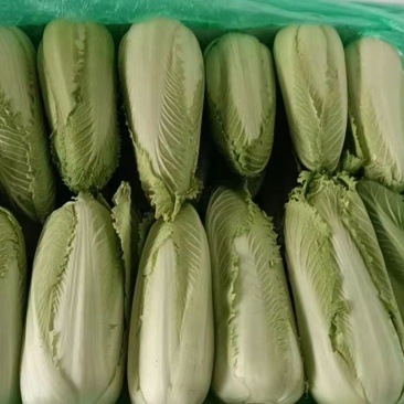 龙牙白菜