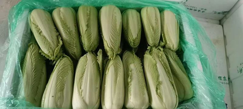 龙牙白菜