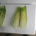 龙牙白菜