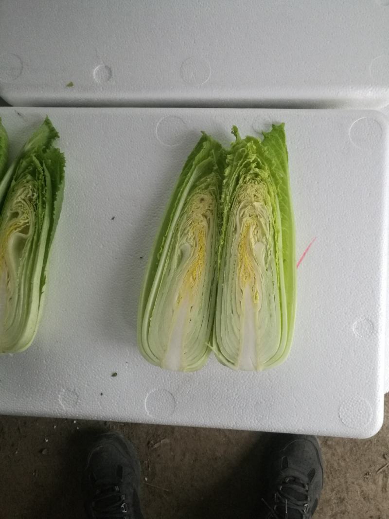 龙牙白菜