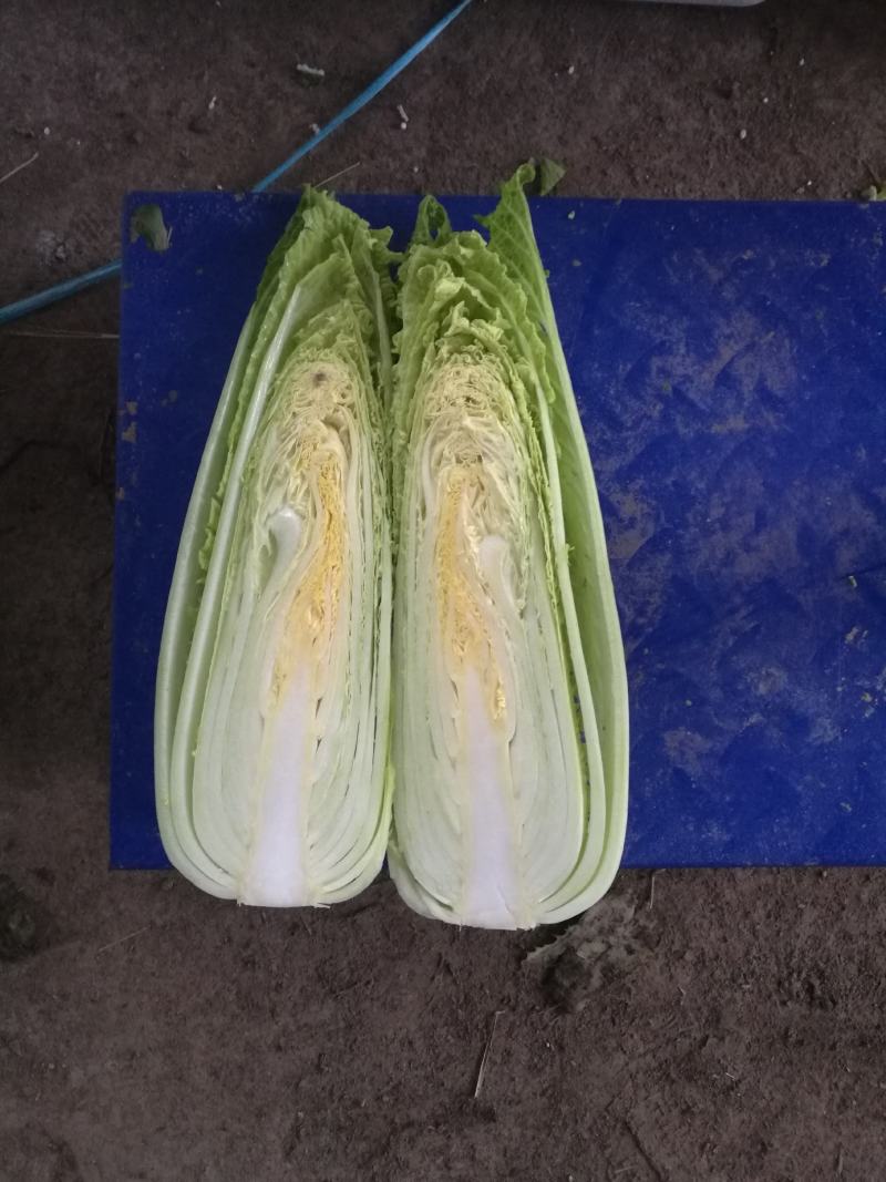 龙牙白菜