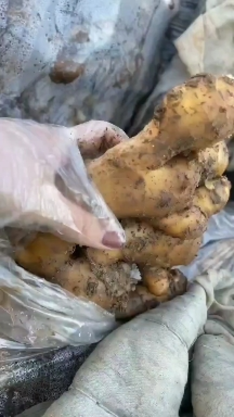 大黄姜产地直销批发价格，货源充足，全国发货