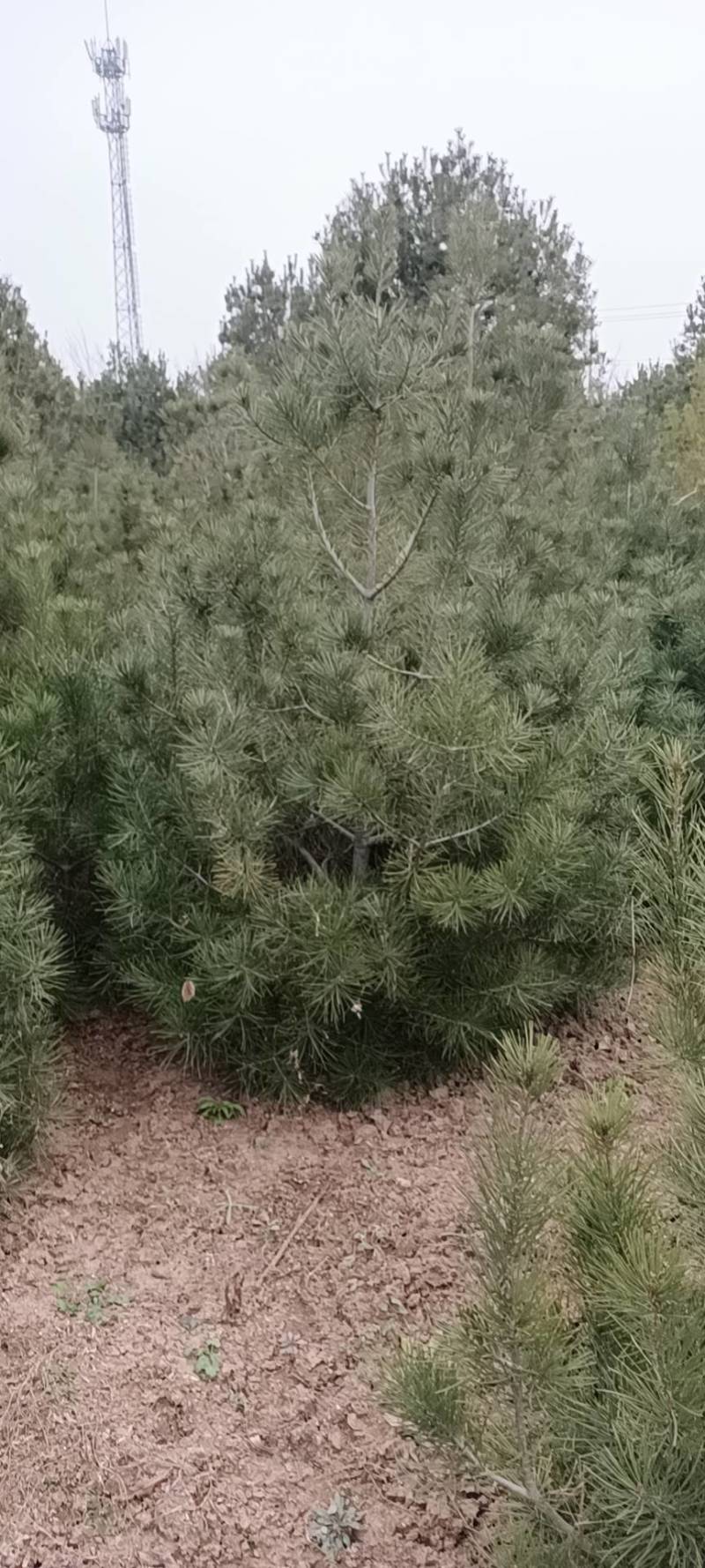 1米白皮松