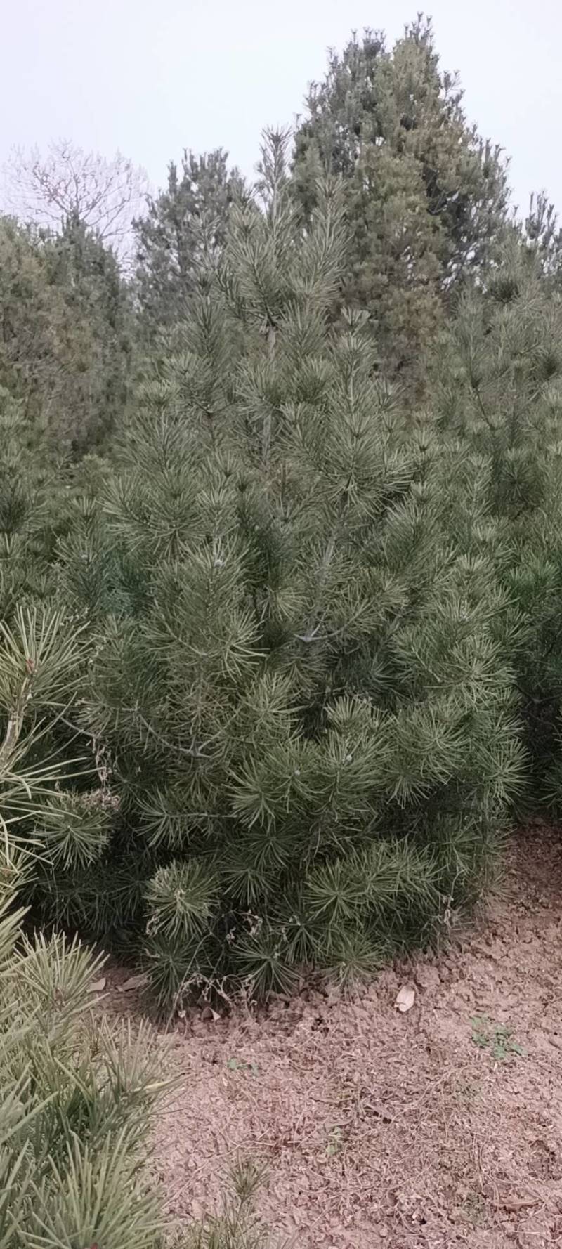 1米白皮松