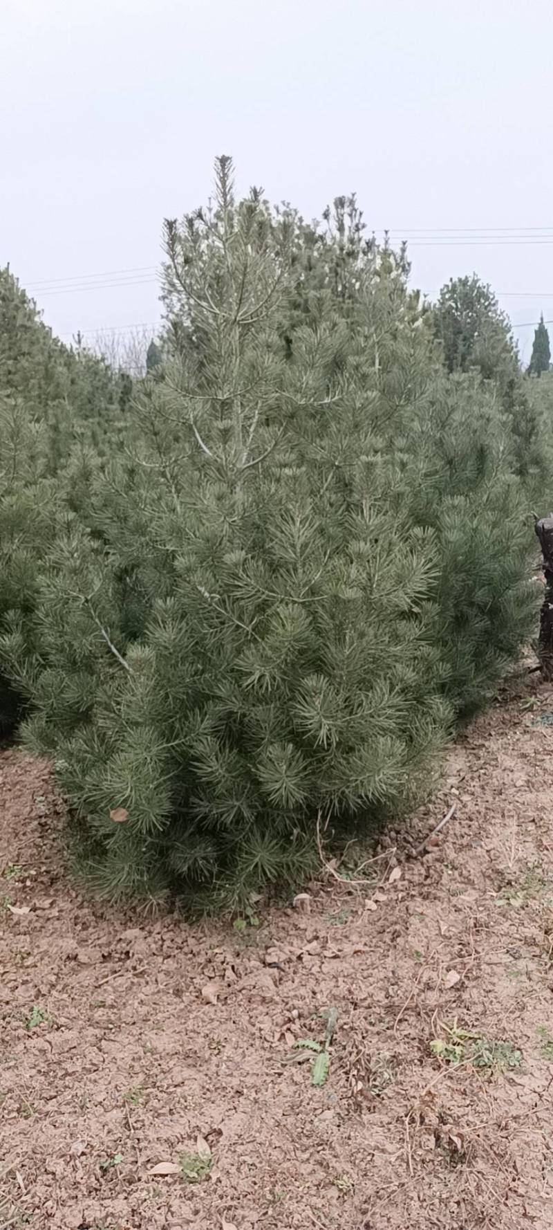 1米白皮松