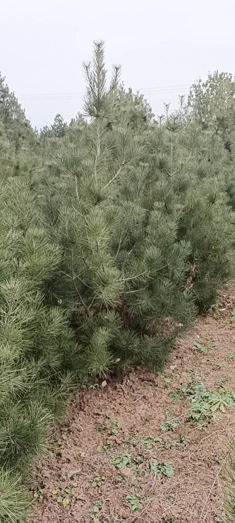 1米白皮松