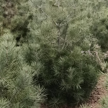 1米白皮松