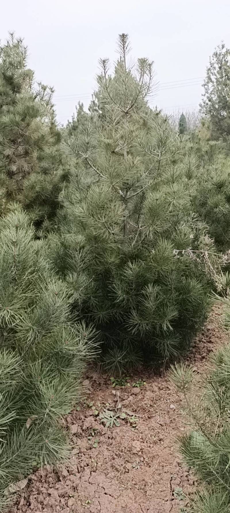 1米白皮松