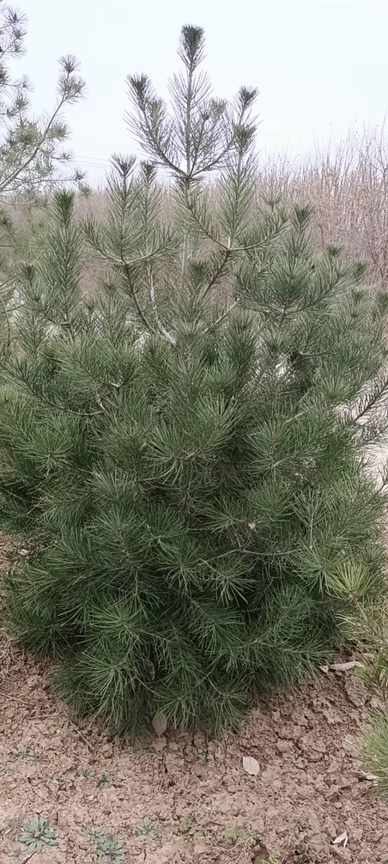 1米白皮松