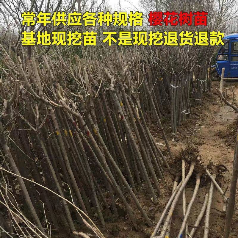 樱花树嫁接樱花日本樱花早樱晚樱地栽盆栽庭院绿化苗当年