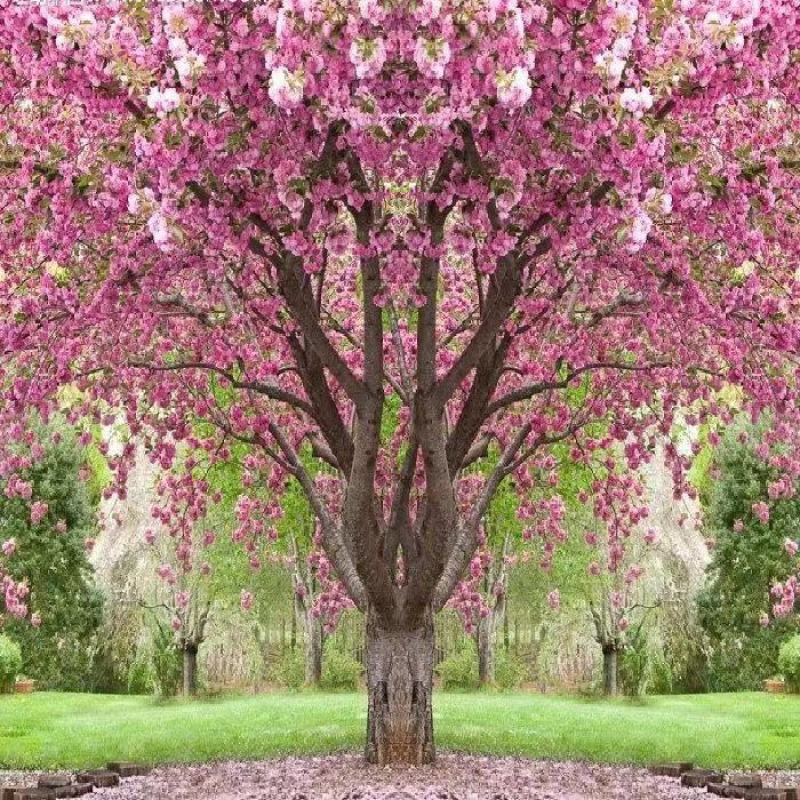 樱花树嫁接樱花日本樱花早樱晚樱地栽盆栽庭院绿化苗当年