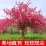 樱花树嫁接樱花日本樱花早樱晚樱地栽盆栽庭院绿化苗当年