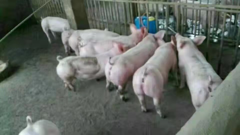 活猪在养殖场内活动的实时视频截图