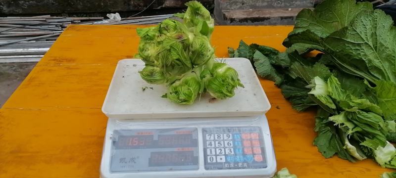 儿菜