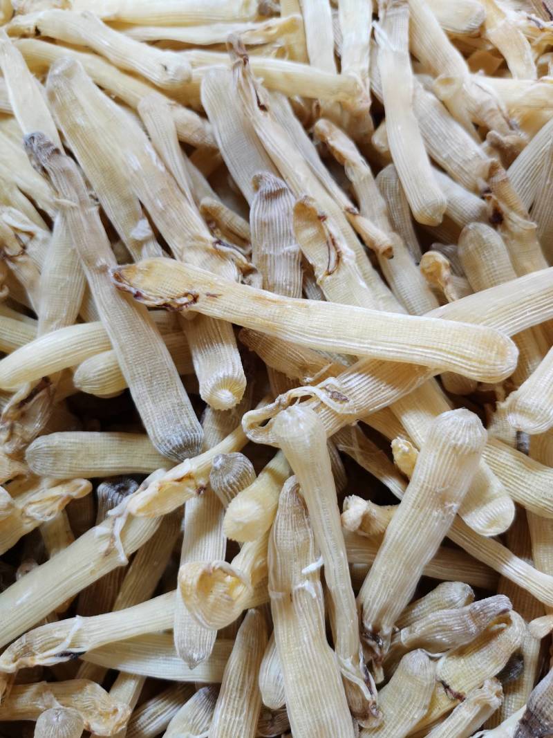 广西北海精品沙虫干（300头）