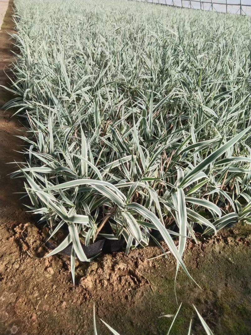 花叶芦竹芦竹营养杯苗量大可优惠量大产地直发