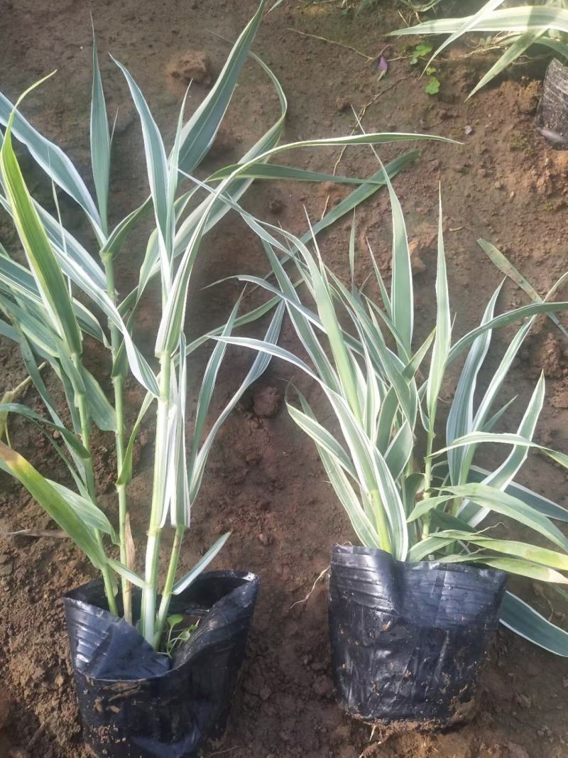 花叶芦竹芦竹营养杯苗量大可优惠量大产地直发