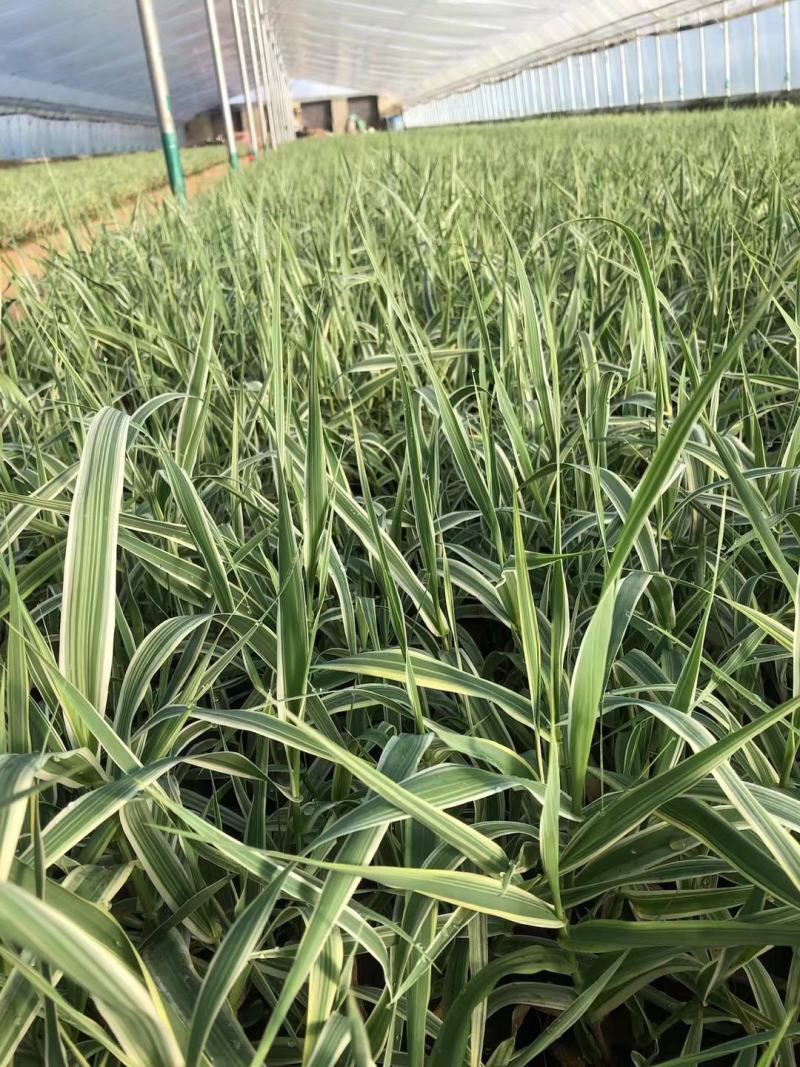花叶芦竹芦竹营养杯苗量大可优惠量大产地直发