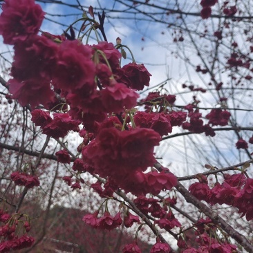 开重瓣花八重樱牡丹樱花樱花树