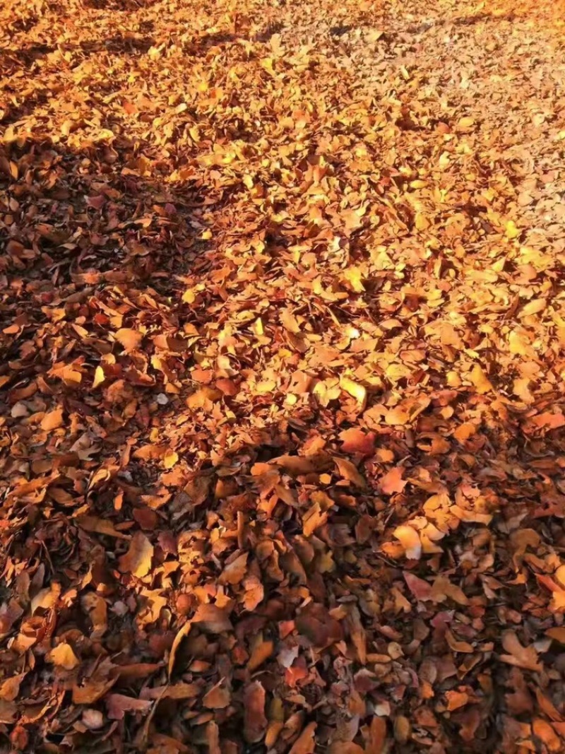 野生土茯苓干