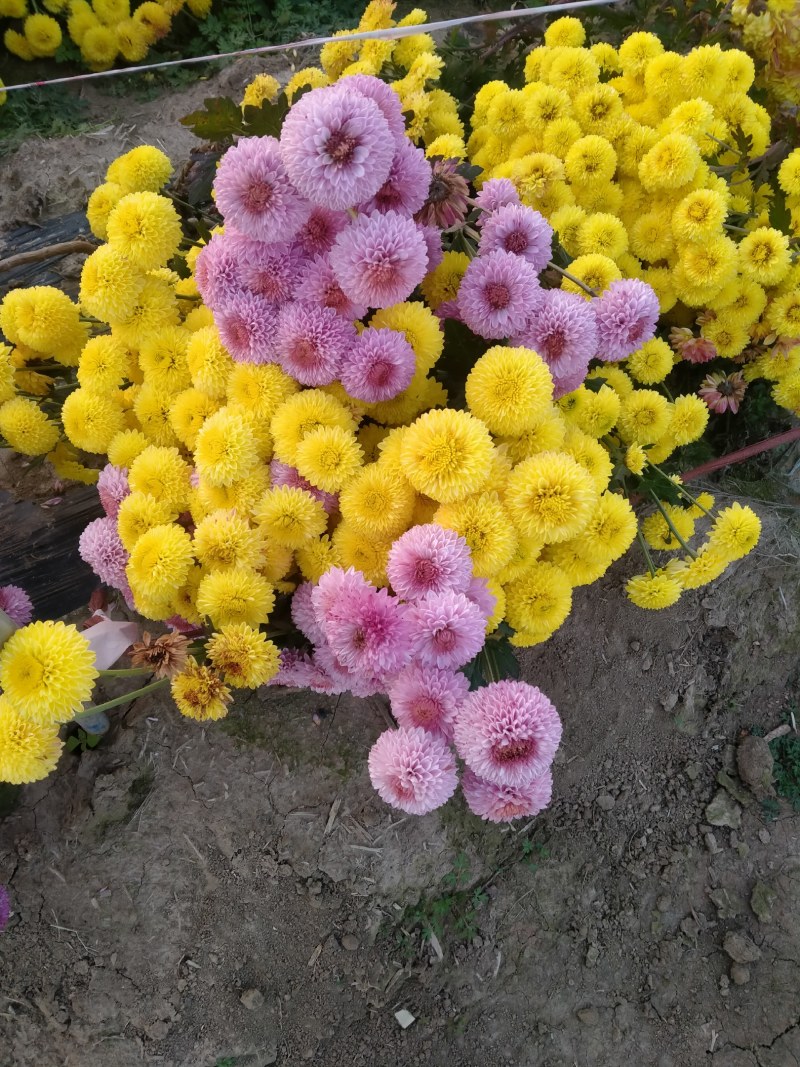 出售菊花苗全国接单技术指导包回收