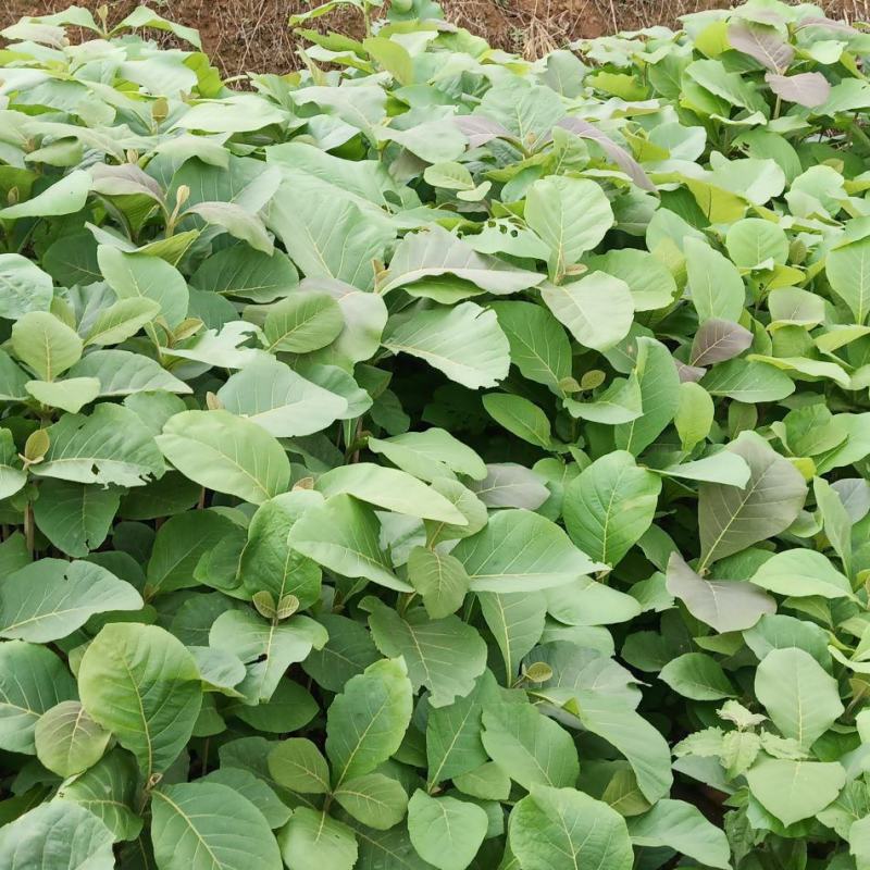 缅甸柚木金丝楠木树苗花卉绿化观赏庭院乔木经济造林植物种苗