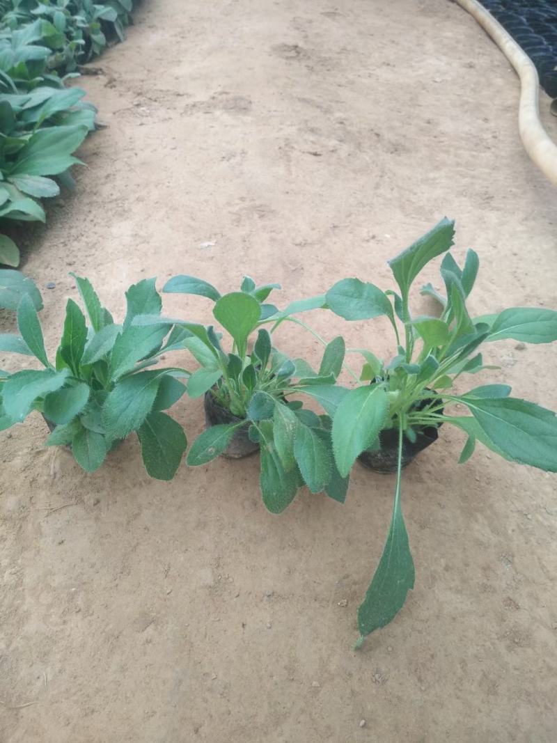 金光菊黑眼菊量大可以优惠产地直发欢迎选购草花