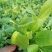 金光菊黑眼菊量大可以优惠产地直发欢迎选购草花