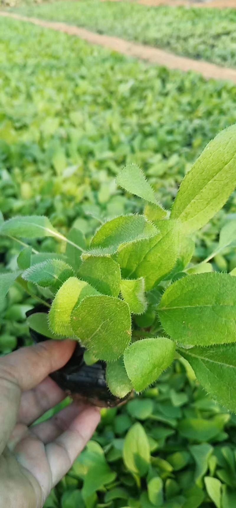 金光菊黑眼菊量大可以优惠产地直发欢迎选购草花