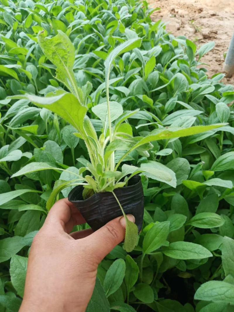 金光菊黑眼菊量大可以优惠产地直发欢迎选购草花