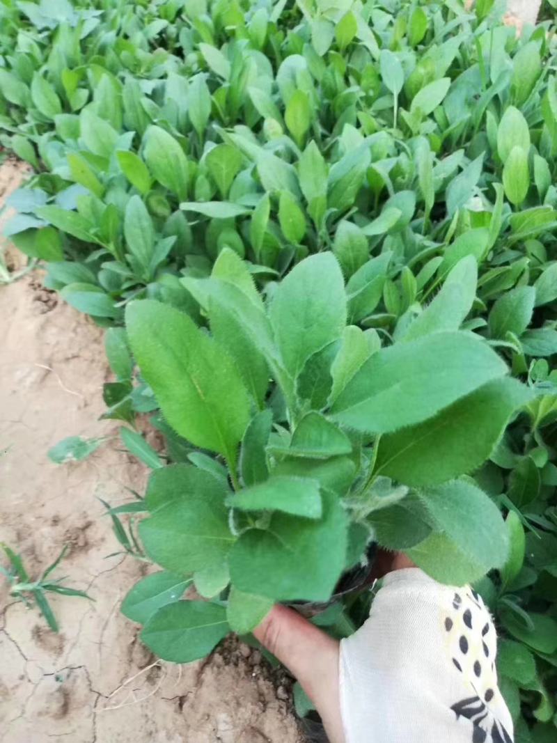 金光菊黑眼菊量大可以优惠产地直发欢迎选购草花