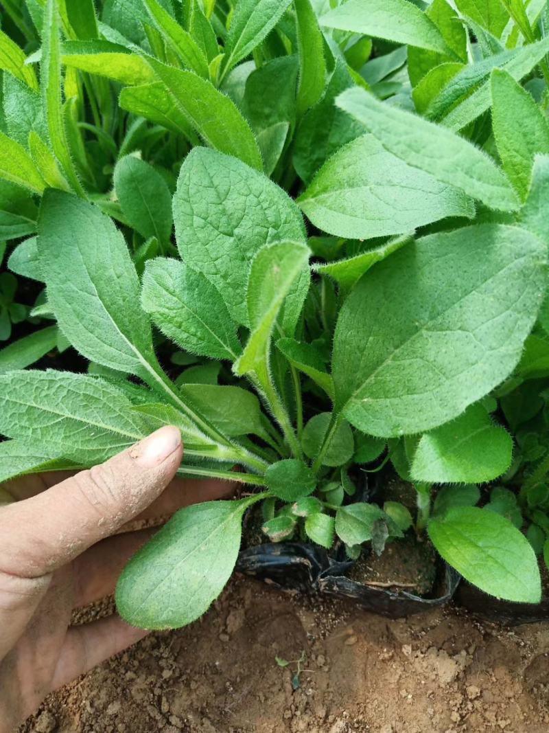 金光菊黑眼菊量大可以优惠产地直发欢迎选购草花