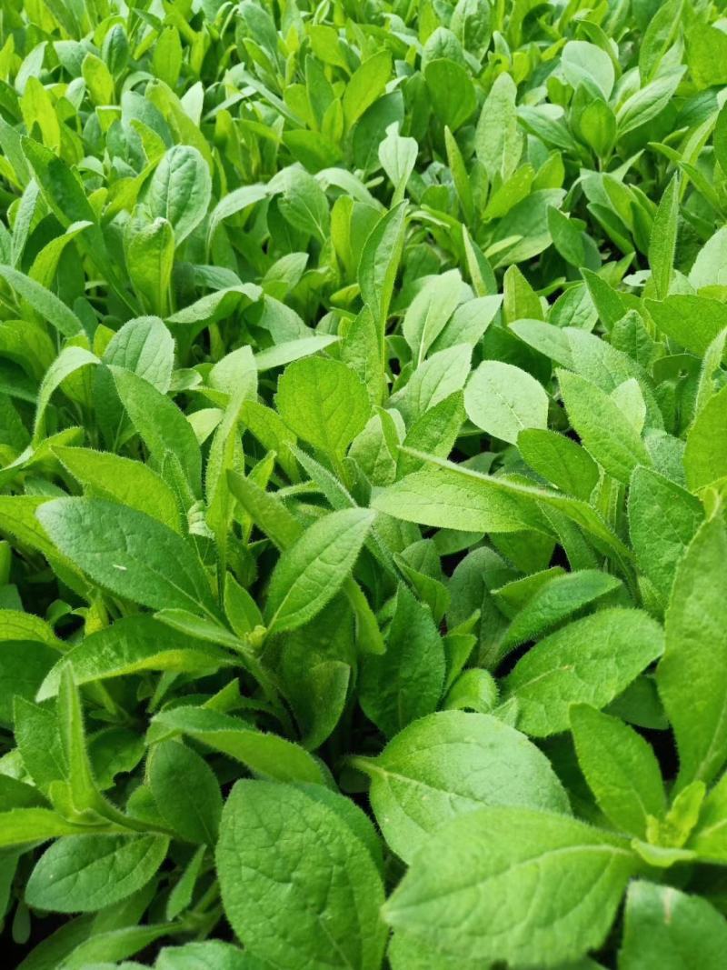 金光菊黑眼菊量大可以优惠产地直发欢迎选购草花
