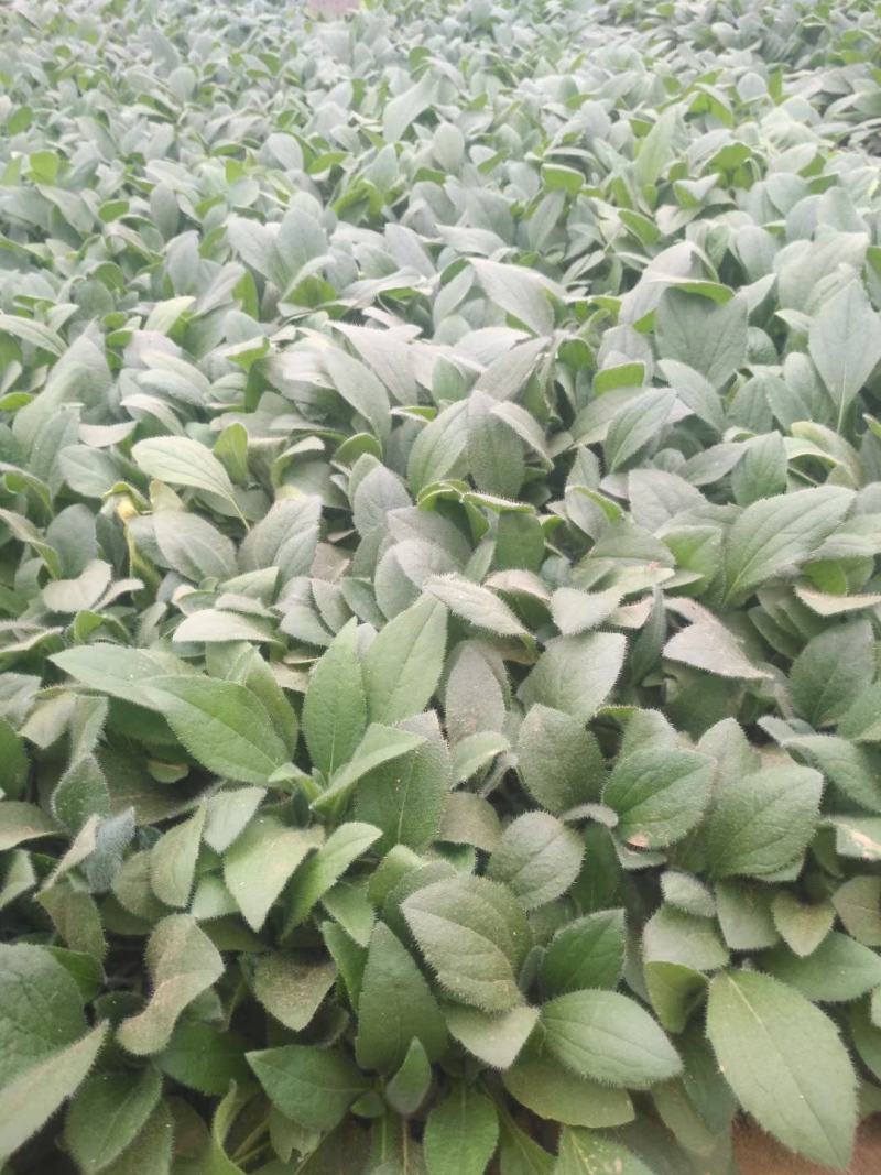 金光菊黑眼菊量大可以优惠产地直发欢迎选购草花