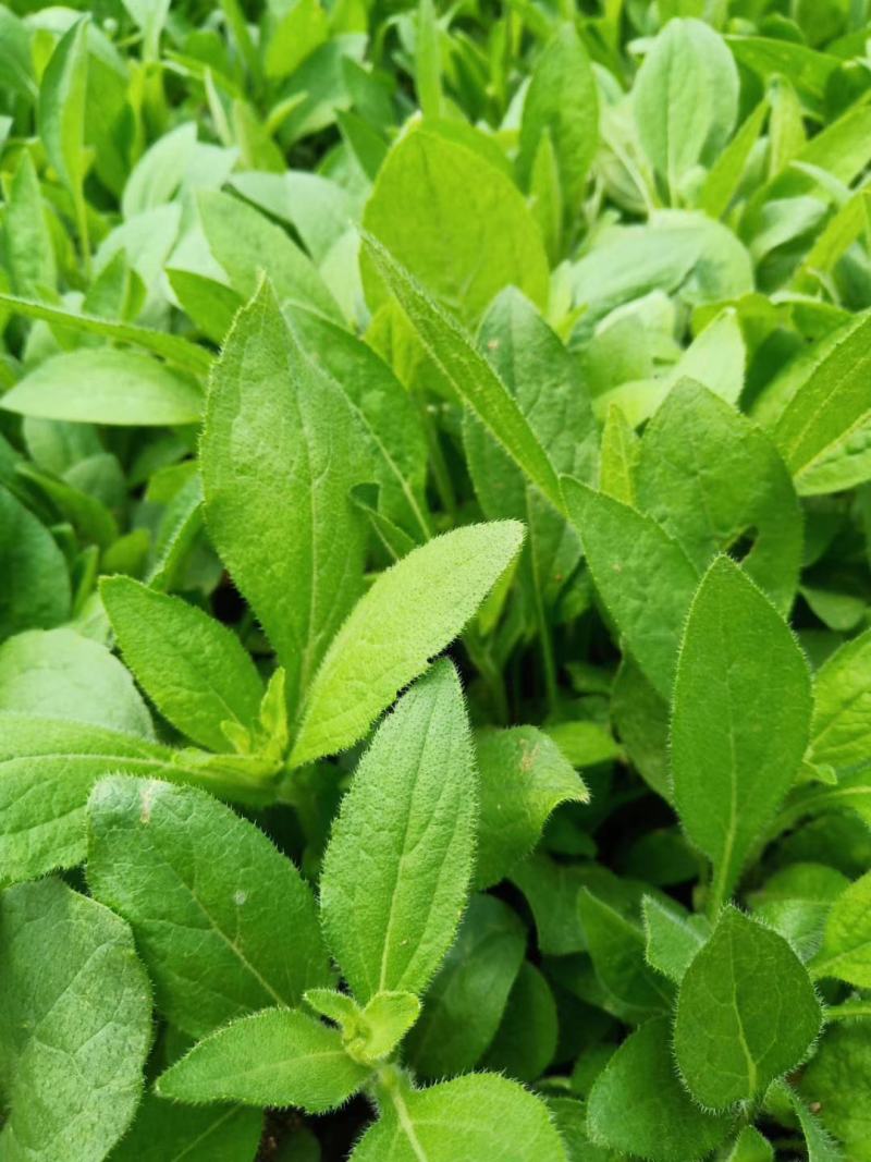 金光菊黑眼菊量大可以优惠产地直发欢迎选购草花