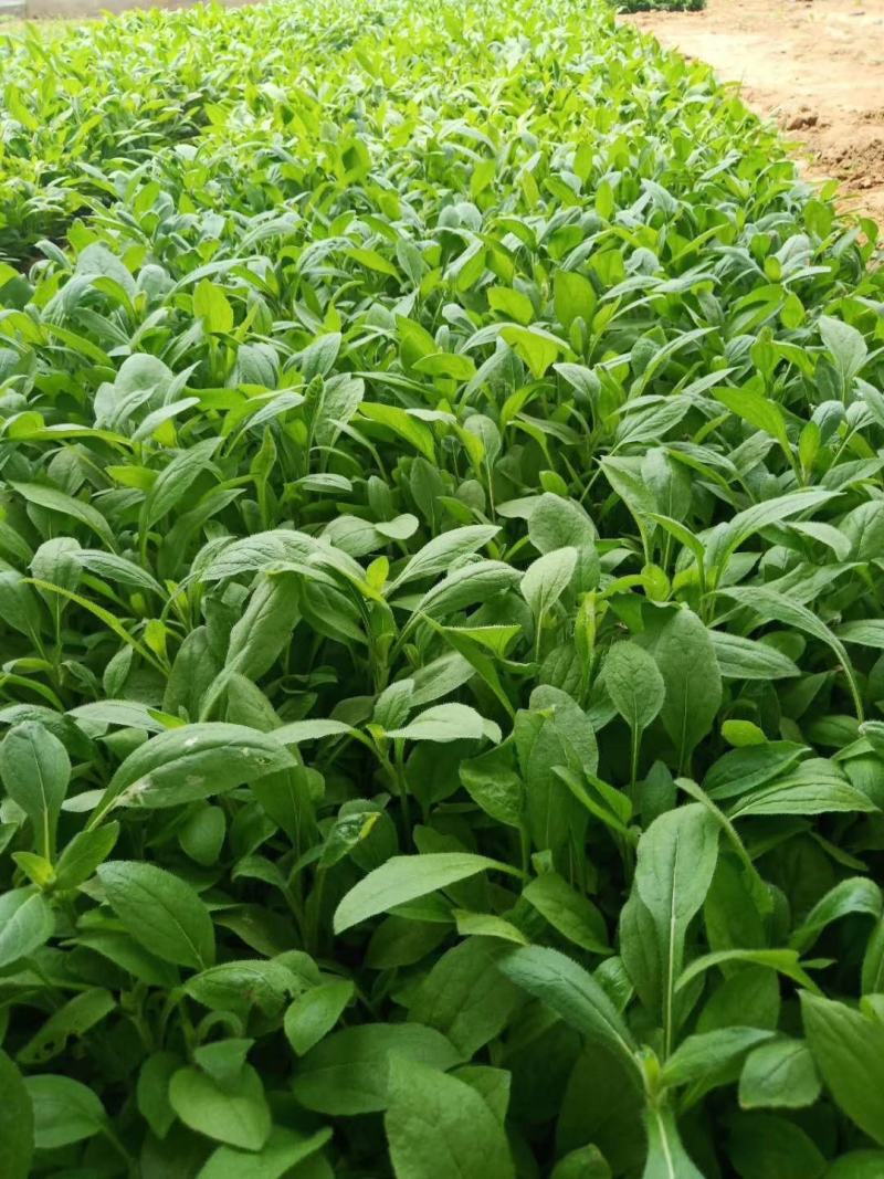 金光菊黑眼菊量大可以优惠产地直发欢迎选购草花