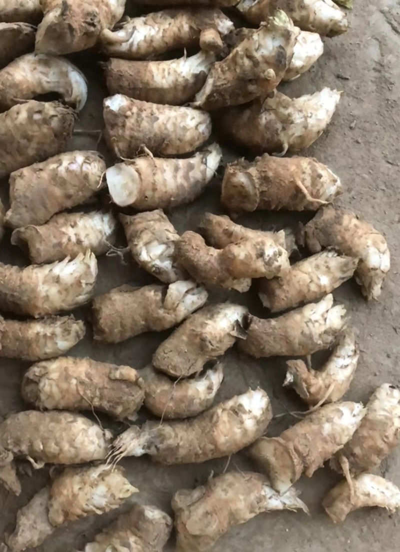 玄参芽改良玄参基地一手货源改良香蕉型玄参（黑参）