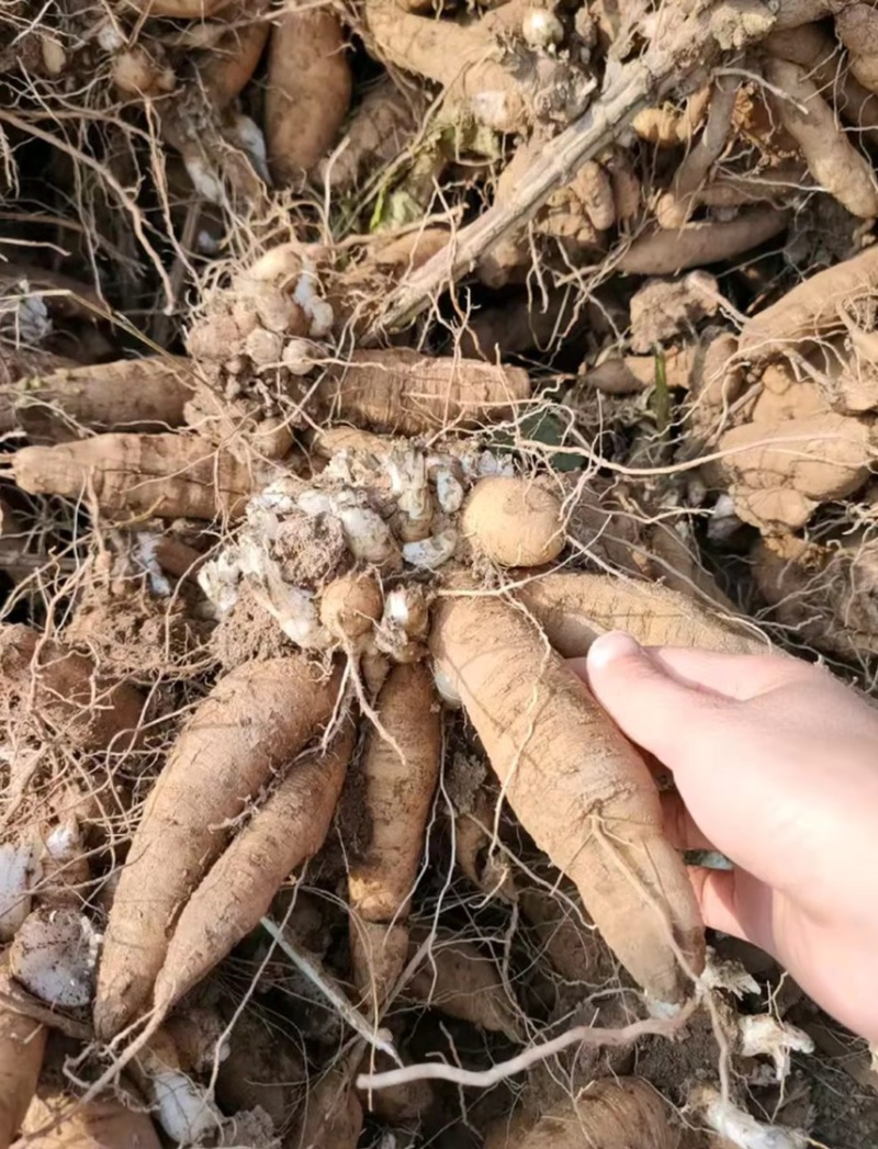 玄参芽改良玄参基地一手货源改良香蕉型玄参（黑参）