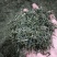 恩施玉露茶叶硒茶绿茶春茶芽茶明前茶湖北玉露茶叶蒸青工艺