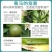 抗性蓟马专用药20%啶虫脒豆角黄瓜草莓茄子蔬菜