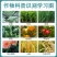 抗性蓟马专用药20%啶虫脒豆角黄瓜草莓茄子蔬菜