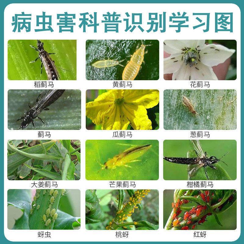 抗性蓟马专用药20%啶虫脒豆角黄瓜草莓茄子蔬菜