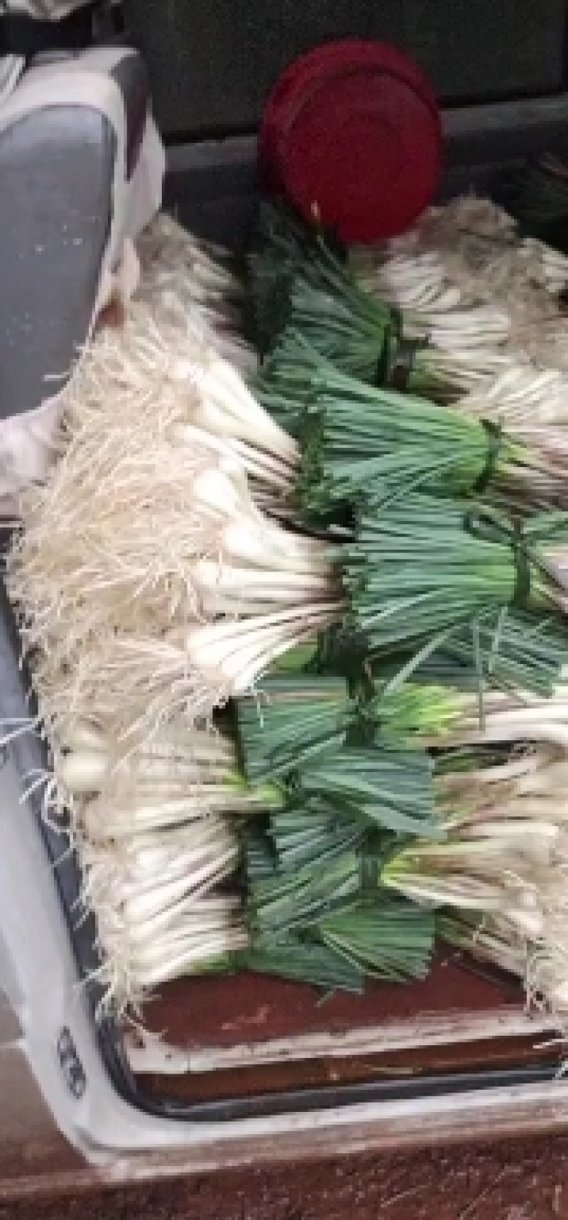大量上市带叶和光头